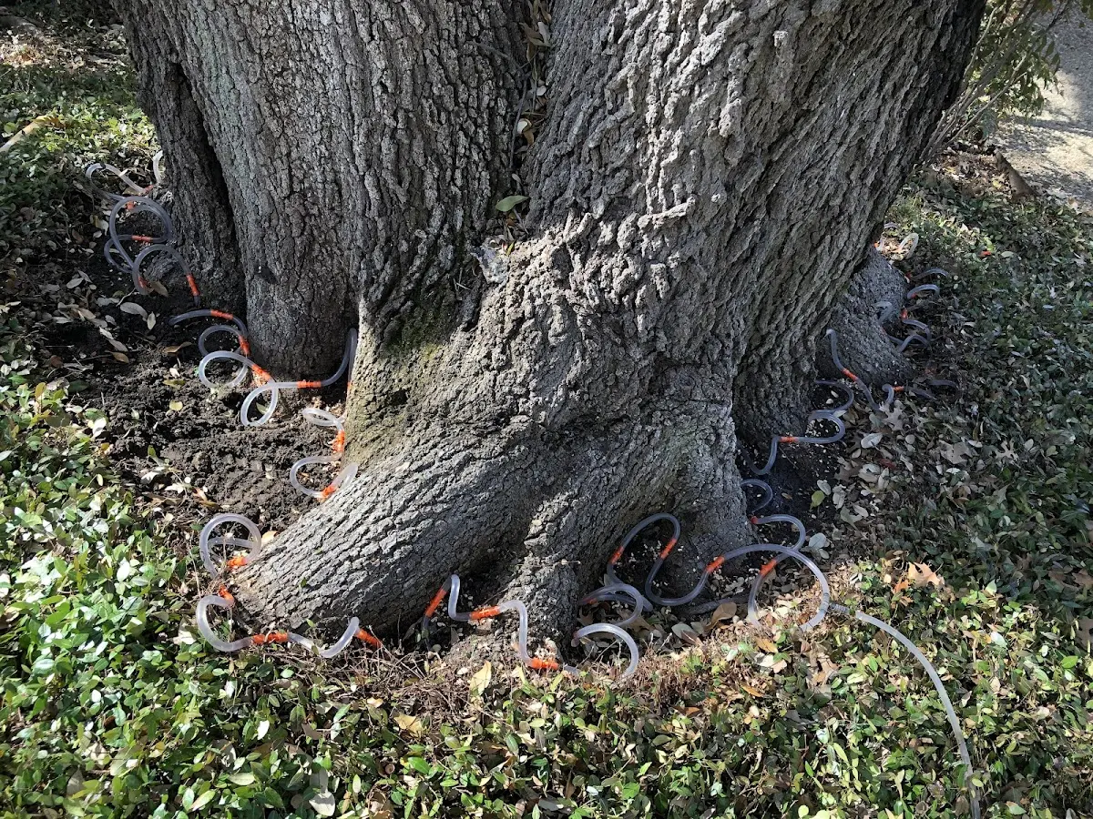 Detailed Tree Cabling and Bracing job site in Hufsmith