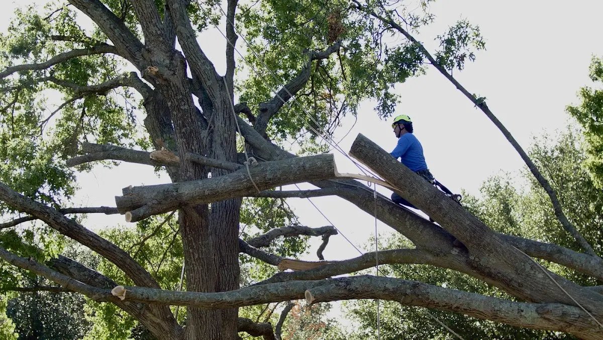 Professional Hazardous Tree Removal performed by certified arborists in Hufsmith